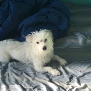 Meet your Posher, Chase